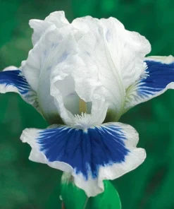 50 Iris Seeds - Flowering Iris Plant Seeds for Garden - Image 1