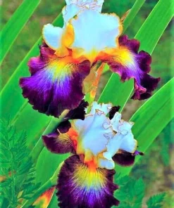 50 Iris Seeds - Flowering Iris Plant Seeds for Garden - Fresh & Ready to Grow - Image 1