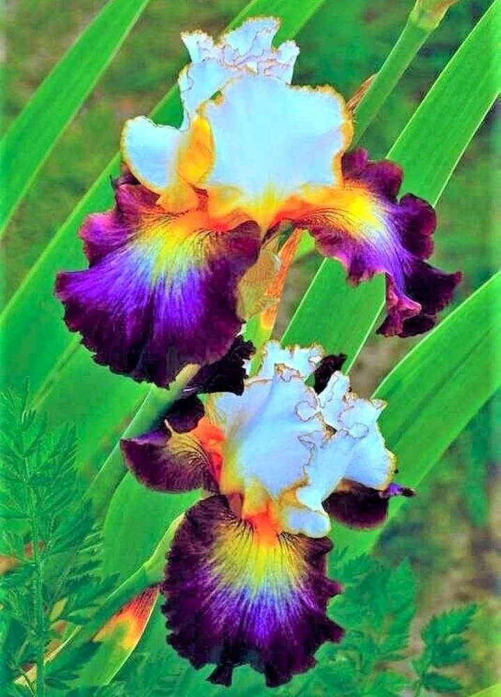 50 Iris Seeds - Flowering Iris Plant Seeds for Garden - Fresh & Ready to Grow - Image 1