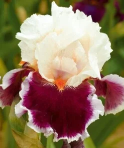 50 Iris Seeds - Flowering Iris Plant Seeds for Garden - Image 1