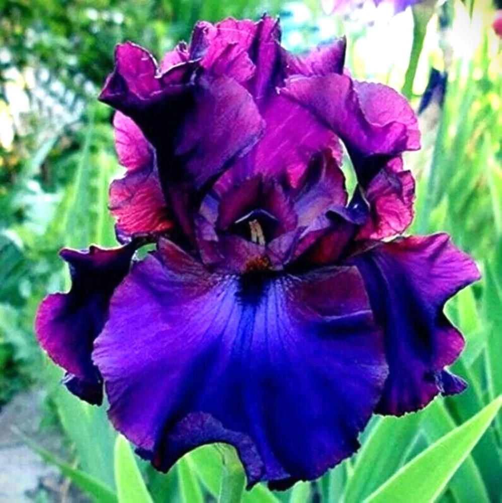 50 Iris Seeds – Flowering Iris Plant Seeds for Your Garden - Image 1