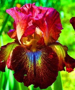 50 Iris Seeds - Flowering Iris Plants from Fresh Seeds - Image 1