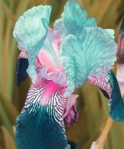 50 Iris Seeds - Flowering Iris Plants from Fresh Seeds - Image 1