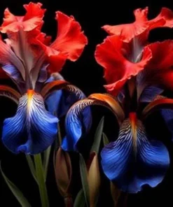 50 Iris Seeds - Fresh Flowering Iris Seeds for Planting - Image 1