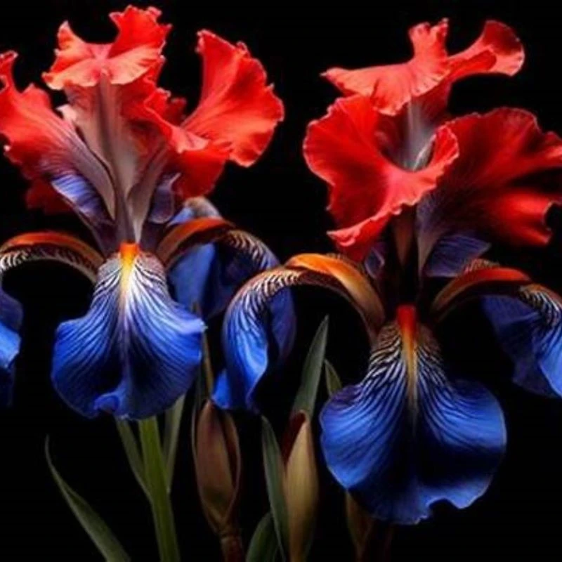 50 Iris Seeds - Fresh Flowering Iris Seeds for Planting - Image 1