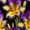 50 Iris Seeds – Grow Beautiful Flowering Iris Plants – Fresh Seeds - Image 1