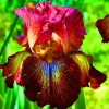 50 Iris Seeds - Grow Flowering Iris Plants from Seed - Image 1