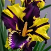 50 Iris Seeds – Perennial Flower Seeds for Garden Planting - Image 1