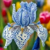 50 Iris Seeds - Stardust Snow Iris - Flowering Perennial Seeds - Image 1