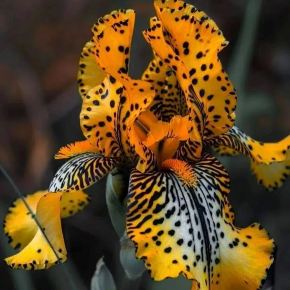 50 Iris Seeds Yellow Amber - Flowering Plant Seeds - Image 1
