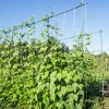 50 Kentucky Wonder Pole Bean Seeds - Phaseolus Vulgaris Vegetable Seeds - Image 1