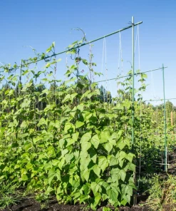 50 Kentucky Wonder Pole Bean Seeds - Phaseolus Vulgaris Vegetable Seeds - Image 1