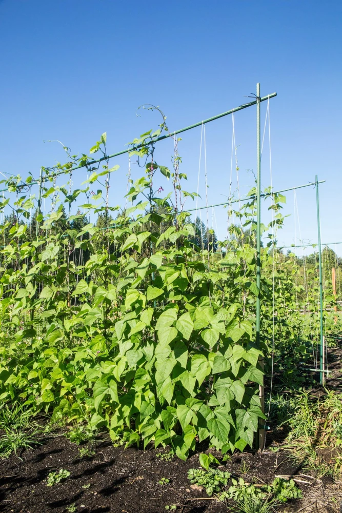 50 Kentucky Wonder Pole Bean Seeds - Phaseolus Vulgaris Vegetable Seeds - Image 1