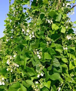 50 Kentucky Wonder Pole Bean Seeds - Phaseolus Vulgaris Vegetable Seeds - Image 3