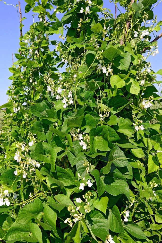50 Kentucky Wonder Pole Bean Seeds - Phaseolus Vulgaris Vegetable Seeds - Image 3