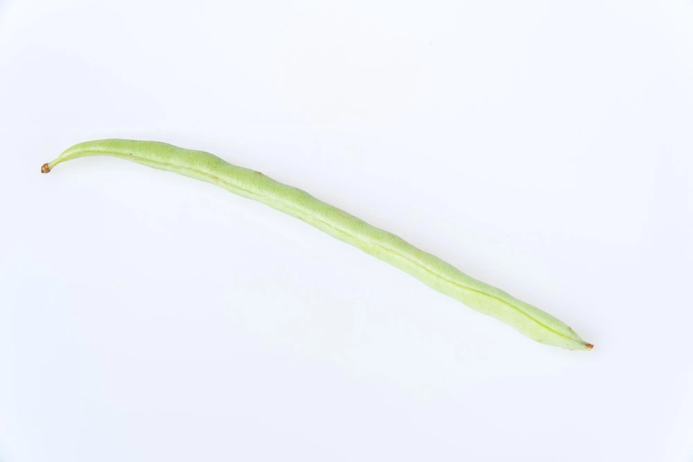 50 Kentucky Wonder Pole Bean Seeds - Phaseolus Vulgaris Vegetable Seeds - Image 5
