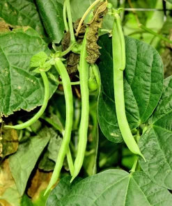 50 Kentucky Wonder Pole Bean Seeds - Phaseolus Vulgaris Vegetable Seeds - Image 8