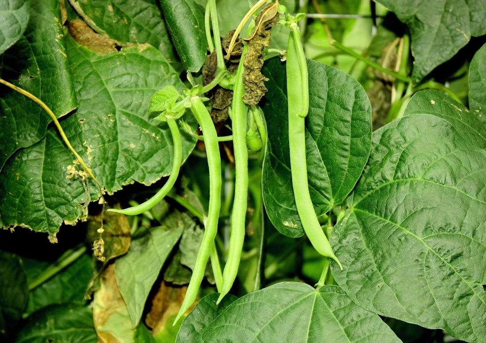50 Kentucky Wonder Pole Bean Seeds - Phaseolus Vulgaris Vegetable Seeds - Image 8