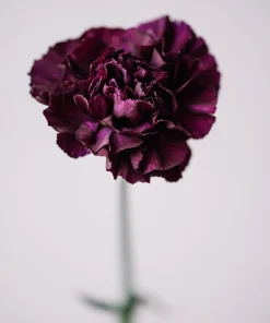 50 King of Blacks Carnation Seeds - Dianthus Caryophyllus Grenadin Double Flower Seeds - Image 2