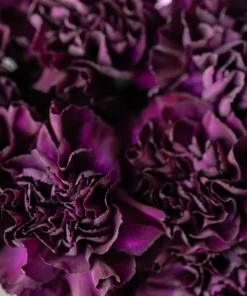 50 King of Blacks Carnation Seeds - Dianthus Caryophyllus Grenadin Double Flower Seeds - Image 4