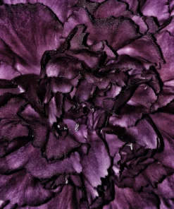 50 King of Blacks Carnation Seeds - Dianthus Caryophyllus Grenadin Double Flower Seeds - Image 5