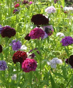50 King of Blacks Carnation Seeds - Dianthus Caryophyllus Grenadin Double Flower Seeds - Image 6