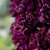 50 King of Blacks Carnation Seeds - Dianthus Caryophyllus Grenadin Double Flower Seeds - Image 1