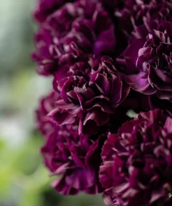 50 King of Blacks Carnation Seeds - Dianthus Caryophyllus Grenadin Double Flower Seeds - Image 1