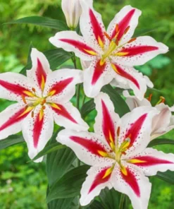 50 Lily Flower Seeds - Beautiful Flowering Blooms for Your Garden - Image 1