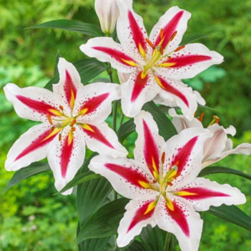 50 Lily Flower Seeds - Beautiful Flowering Blooms for Your Garden - Image 1