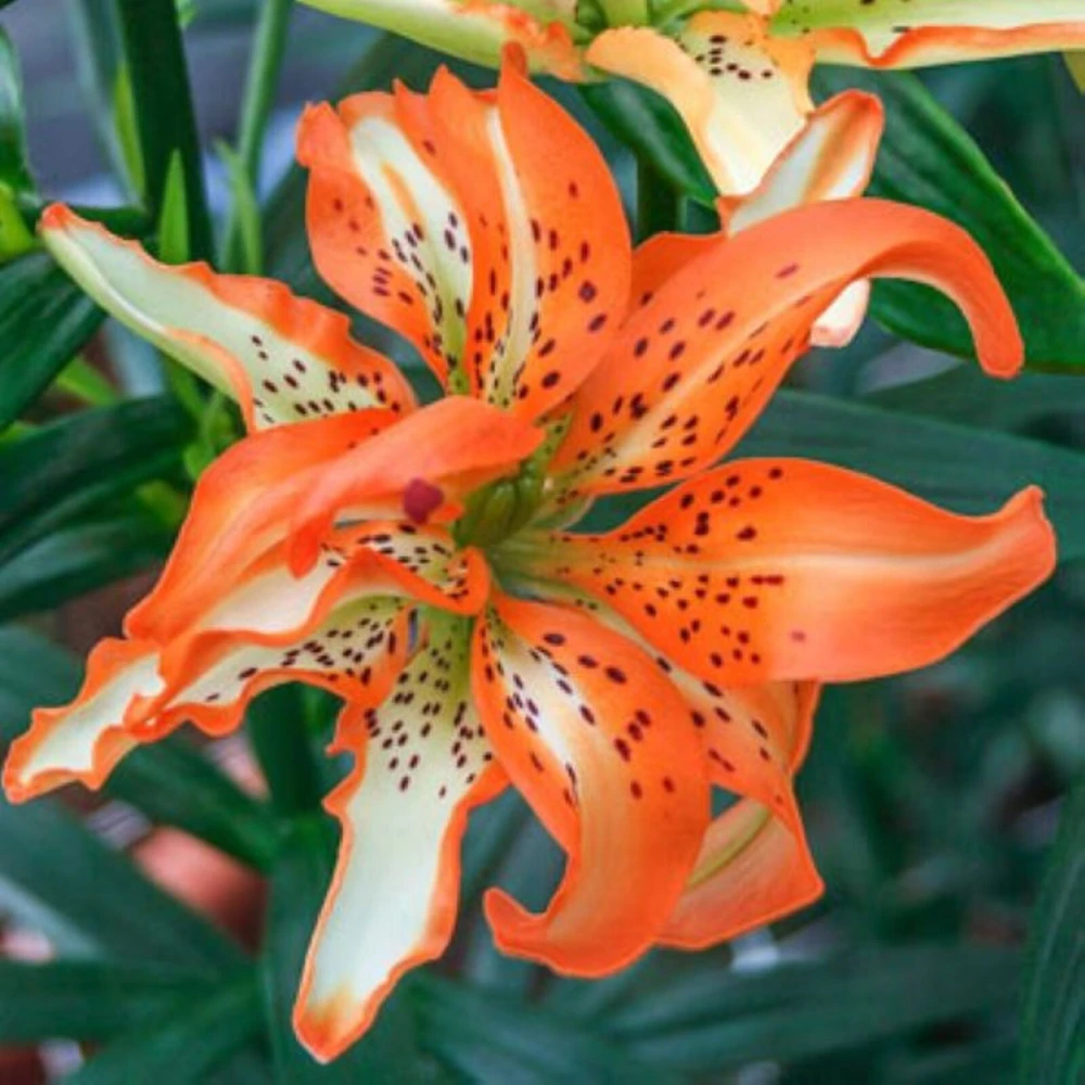 50 Lily Flower Seeds - Beautiful Garden Lily Blooms - Image 1