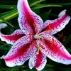 50 Lily Flower Seeds – Easy to Grow Perennial Blooms - Image 1