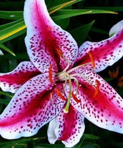 50 Lily Flower Seeds – Easy to Grow Perennial Blooms - Image 1