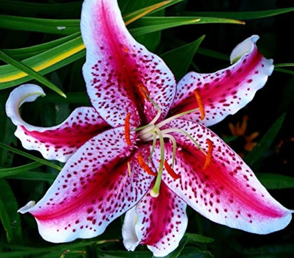 50 Lily Flower Seeds – Easy to Grow Perennial Blooms - Image 1