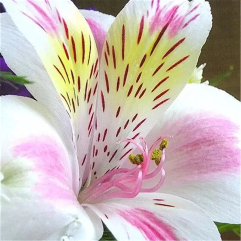 50 Lily Flower Seeds – Easy to Grow Perennial Blooms - Image 1