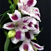 50 Lily Flower Seeds - Flowering Garden Bulbs - Fresh Seeds - Image 1