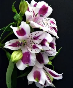 50 Lily Flower Seeds - Flowering Garden Bulbs - Fresh Seeds - Image 1