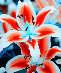 50 Lily Flower Seeds - Fresh & Ready to Grow Flowering Plants - Image 1