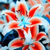 50 Lily Flower Seeds - Fresh & Ready to Grow Flowering Bulbs - Image 1