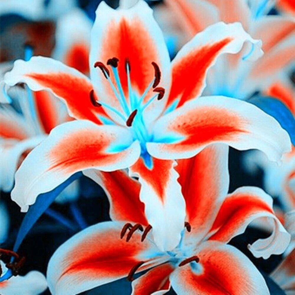 50 Lily Flower Seeds - Fresh & Ready to Grow Flowering Bulbs - Image 1