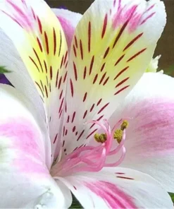 50 Lily Flower Seeds – Fresh & Ready to Grow – Flowering Plant Seeds - Image 1