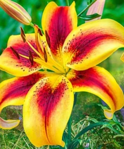 50 Lily Flower Seeds - Fresh Seeds for Beautiful Blooms - Image 1