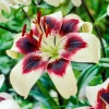 50 Lily Flower Seeds - Fresh Seeds for Beautiful Lilies - Image 1