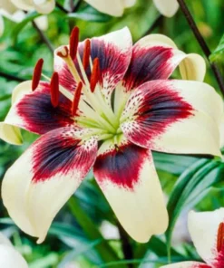 50 Lily Flower Seeds - Fresh Seeds for Beautiful Lilies - Image 1