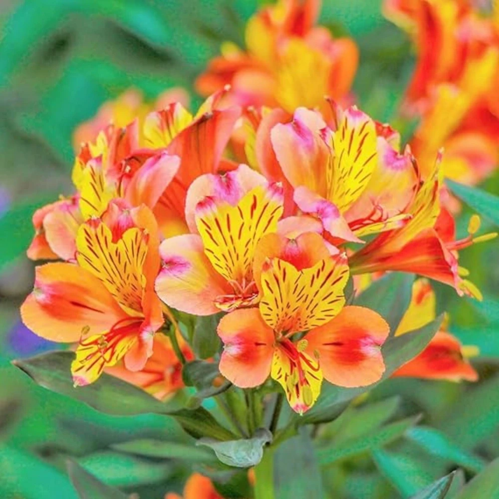 50 Lily Flower Seeds - Grow Beautiful Flowering Lilies - Image 1