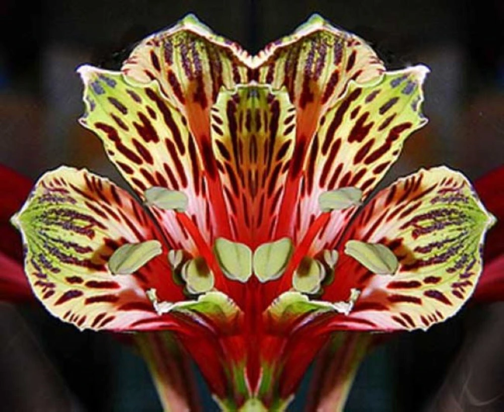 50 Lily Flower Seeds - Grow Beautiful Lilies from Seed - Image 1