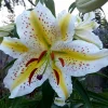 50 Lily Flower Seeds – Grow Beautiful Lily Flowers from Seed - Image 1