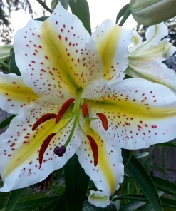 50 Lily Flower Seeds – Grow Beautiful Lily Flowers from Seed - Image 1
