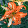 50 Lily Flower Seeds - Grow Your Own Beautiful Lily Flowers - Image 1