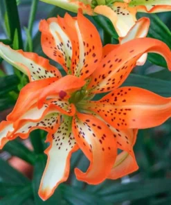 50 Lily Flower Seeds - Grow Your Own Beautiful Lily Flowers - Image 1
